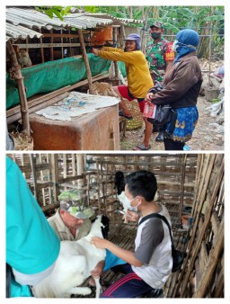 Babinsa Koramil 0816/06 Tanggulangin Mlaks Giat Pendampingan Pemberian Vaksinasi Hewan Ternak Milik Warga