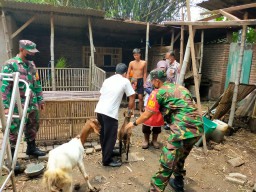 Babinsa Koramil 0816/11 Tarik Dampingi Dinas Peternakan Laksanakan Vaksinasi Hewan Ternak