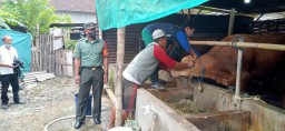 Sinegritas Babinsa Bersama Tim Keswan Kab.Sidoarjo Melaksanakan Pencegahan PMK