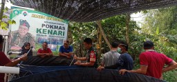 Sukseskan Ketahanan Pangan, Babinsa 0816/15 Sukodono Bantu Panen Lele