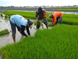 Babinsa Koramil 0816/01 Sidoarjo kelurahan Urang agung wujudkan ketahanan pangan.