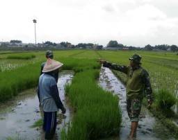 Peran babinsa Koramil 0816/01 Urang agung turun ke sawah dalam menyukseskan ketahanan pangan.