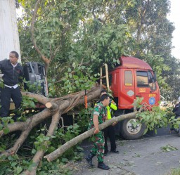 Babinsa Koramil 0816/10 Balongbendo Respon Cepat Evakuasi Pohon Tumbang
