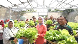 Panen Sayur Hidroponik Kodim 0816/Sidoarjo Wujud Peningkatan Ketahanan Pangan