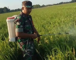 Babinsa Cangkrituri Prambon Sukseskan Hanpangan
