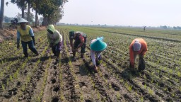 Wujudkan Program Unggulan Kasad, Babinsa Koramil 0816/12 Prambon tingkatkan ketahanan pangan