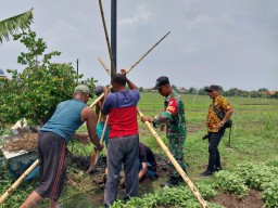 Babinsa Grinting Pendampingan Pertanian Buat Rumah Burung Hantu Kendalikan Hama Tikus