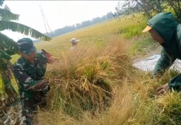 Babinsa Koramil 0816/15 Sukodono Melaksanakan Pendampingan Kepada Poktan