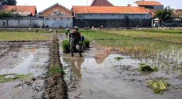 Babinsa Koramil 0816/15 Sukodono Dampingi Poktan Di Wilayah Binaan