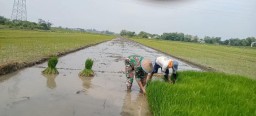Sukseskan Swasembada Pangan, Babinsa Koramil 0816/15 Sukodono Bantu Tanam Padi