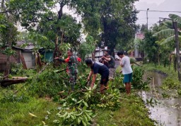 Babinsa Desa Barengkrajan Bantu Evakuasi Pohon Tumbang Pascaputing Beliung di Wilayah Krian