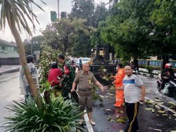 Sinergitas TNI dan Warga Atasi Dampak Pohon Tumbang di Sidoarjo, Lalu Lintas Kembali Lancar