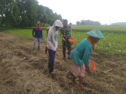 Serka Endik dan Warga Singkalan Bersinergi dalam Penanaman Jagung untuk Ketahanan Pangan