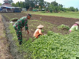 Serma Sukardi Babinsa Koramil 0816/05 Tulangan Bantu Petani Panen Sayur di desa Binaan