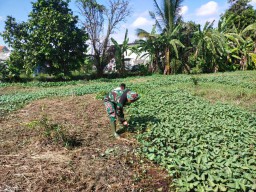 Dukung Ketahanan Pangan, Babinsa Koramil 0816/15 Sukodono Siapkan Lahan Tanam Jagung