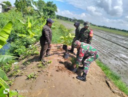 Peltu (K) Yusti Wulandari Bersama Koramil 0816/18 Sedati dan Pemdes Desa Kwangsan Tanam Pohon untuk Dukung Penghijauan