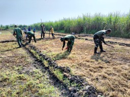 Kegiatan Penanaman Jagung di Sidoarjo Menggalang Sinergi Antara TNI bersama Masyarakat