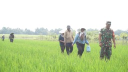 Warga Desa Penambangan dan Babinsa Bersinergi Tingkatkan Ketahanan Pangan Hasil TMMD