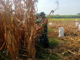 Upaya TNI Mendukung Ketahanan Pangan, Babinsa Koramil 0816/12 Prambon Panen Jagung Bersama Petani
