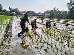 Pendampingan Babinsa Koramil 0816/01 Sidoarjo untuk mewujudkan ketahanan pangan.