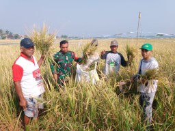 Pendampingan Ketahanan Pangan oleh Babinsa Prambon, Meningkatkan Produktivitas dengan Ubinan Padi di Desa Gedangrowo
