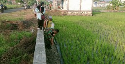 Babinsa Desa Penatarsewu Bersama Petugas PPL, POPT Dan Poktani Turun Kesawah Bantu Pengendalian Hama Tikus Sawah