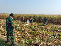Kebersamaan TNI dan Petani: Koramil 0816/07 Krembung Dampingi Panen Jagung untuk Ketahanan Pangan