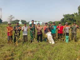 Koramil 0816/01 Sidoarjo panen perdana jagung di Kelurahan Urang agung Sidoarjo.