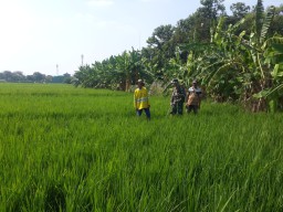 Babinsa Koramil 0816/09 Krian Dorong Program Hanpangan Terpadu di Kecamatan Krian