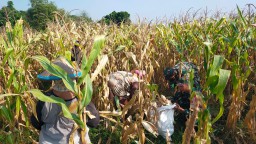 Sinergi Babinsa Ramil 0816/05 Tulangan dan Petani Desa Kemantren, Panen Jagung untuk Ketahanan Pangan