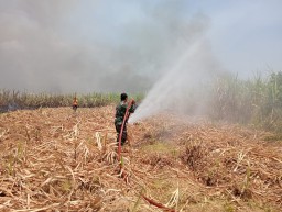 Babinsa Koramil 0816/05 Tulangan Bersama Polsek dan Warga Gotong Royong Padamkan Kebakaran Lahan Tebu di Wilayah Teritorial