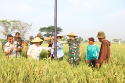 Dandim 0816/Sidoarjo melaksanakan Gerakan Pengendalian OPT Tikus di Desa Kedungboto Porong
