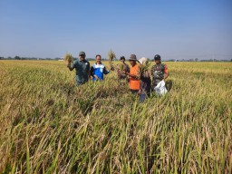 Babinsa Koramil 0816/12 Prambon Dampingi Petani di Desa Bendotretek, Dukung Ketahanan Pangan Lewat Ubinan Padi