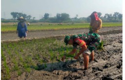 Babinsa Koramil 0816/06 Tanggulangin Bersama Gapoktan Rahayu Laksanakan Pendampingan Ketahanan Pangan di Desa Ketapang