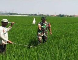 Pendampingan Ketahanan Pangan Babinsa Koramil 0816/06 Tanggulangin Bersama Gapoktan Mardimulyo Desa Boro, Dukung Produktivitas Pertanian di Sidoarjo