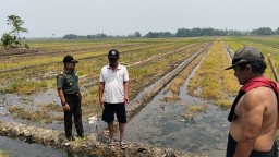 Danramil 0816-15/Sukodono Bersama Gapoktan Tani Mulyo Tinjau Lahan Persiapan Tanam Padi di Desa Pekarungan