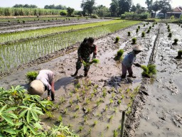 Dukung Ketahanan Pangan, Babinsa Koramil 0816-01/Kota Dampingi Petani Tanam Padi di Sekardangan Sidoarjo