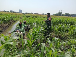 Babinsa Koramil 0816/14 Taman Dampingi Petani Jagung di Desa Sepanjang, Pastikan Tanaman Tumbuh Optimal untuk Ketahanan Pangan