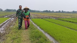 Babinsa Koramil 15/Sukodono Dampingi Petani Pemupukan Benih Padi di Sambungrejo, Dorong Ketahanan Pangan dan Produktivitas Pertanian