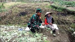 Bersama Petani, Babinsa 0816/15 Sukodono Pastikan Panen Sawi Maksimal untuk Ketahanan Pangan Lokal