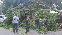 Kolaborasi Tangguh, Babinsa Koramil 0816/10 Balongbendo dan Tim Gabungan Evakuasi Pohon Tumbang di Balongbendo