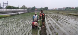 Babinsa Koramil 0816/06 Dukung Petani Desa Boro Tingkatkan Ketahanan Pangan