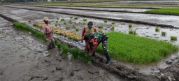 Babinsa Koramil 0816/13 Wonoayu Dampingi Petani Siapkan Benih Padi untuk Program Ketahanan Pangan di Desa Plaosan