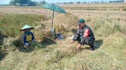 Babinsa Desa Sidomulyo Dampingi Petani Panen Padi, Wujud Nyata Dukungan TNI pada Ketahanan Pangan