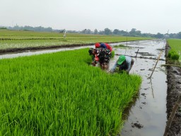 Sertu Guntur Babinsa 0816/17 Gedangan Dampingi Petani Desa Punggul