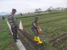 Tingkatkan Swasembada Pangan, Danramil 0816/11 Tarik Beserta Anggota Dampingi Poktan Desa Kalimati