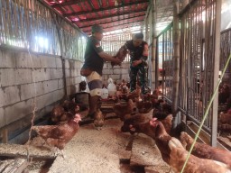 Babinsa Suko Koramil 0816/01 Sidoarjo pendampingan peternak ayam petelur.