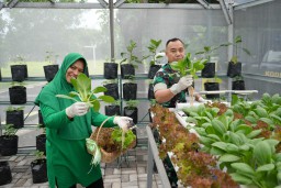 Panen Sayur Hidroponik Kodim 0816/Sidoarjo: Dukung Ketahanan Pangan