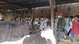 Sinergi untuk Ketahanan Ternak, Dandim 0816/Sidoarjo Dampingi Pj. Bupati Sidoarjo dalam Vaksinasi PMK di Desa Becirongengor
