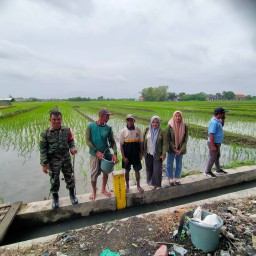 Babinsa Koramil 0816/15 Sukodono Dampingi Petani Desa Wilayut dalam Upaya Peningkatan Ketahanan Pangan